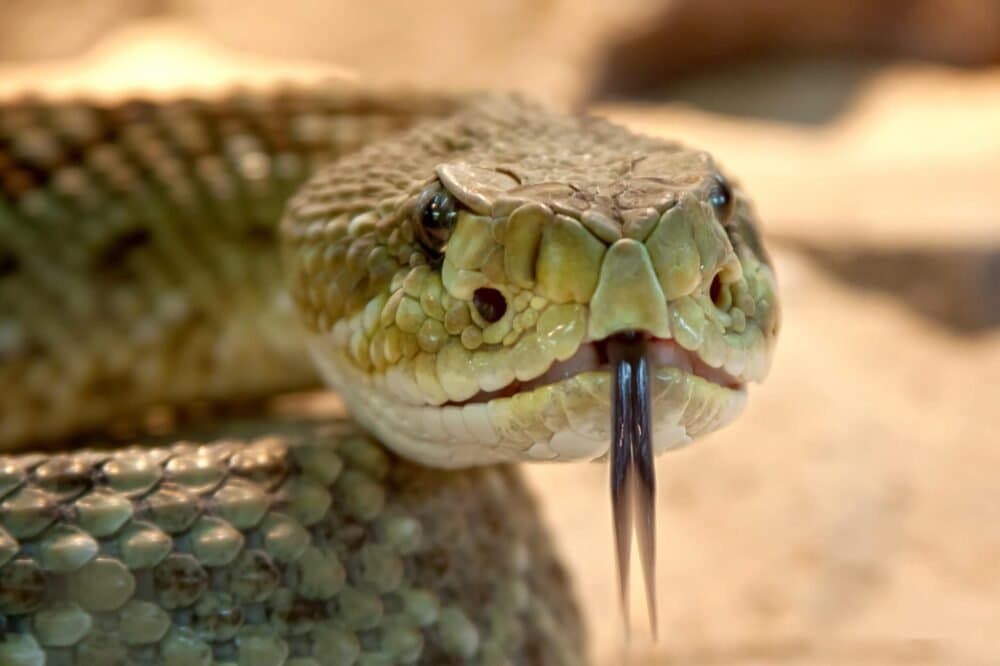 Indonesian Police face backlash after threatening suspect with snake