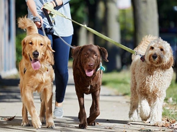17 of the Best Dog-Walking Spots in Dublin