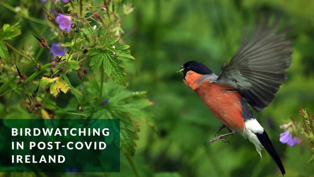 Birdwatching in post-Covid Ireland