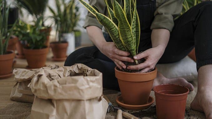 How to grow food at home