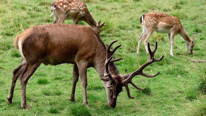 What is Ireland’s Native Fauna?