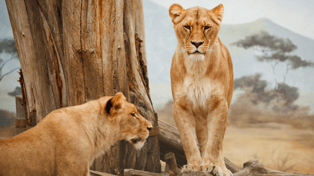The 5 best animal documentaries you need to watch