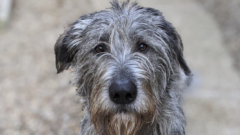 The History of the Irish Wolfhound