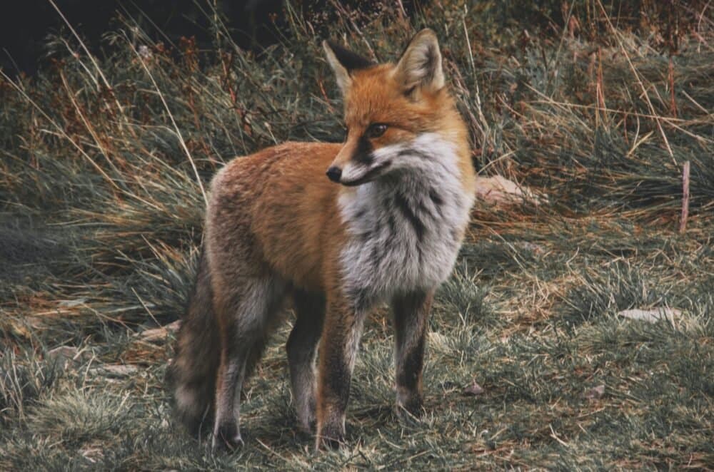 Protecting animals: Ireland’s first wildlife hospital