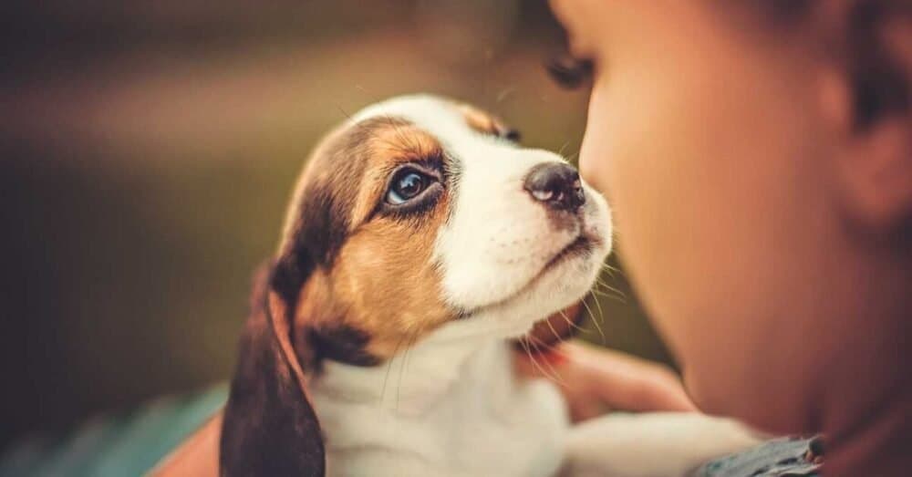 Adopting a pet in Ireland