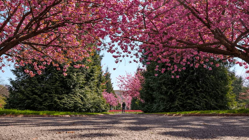 7 places to see Cherry Blossoms in Dublin