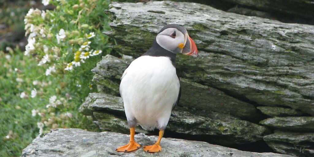 The Best Guide to Ireland’s Birds and Birdwatching