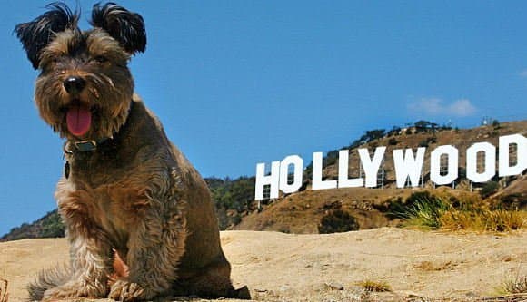 What is the difference between Hitchcock, di Caprio, Nazis and a dog ?