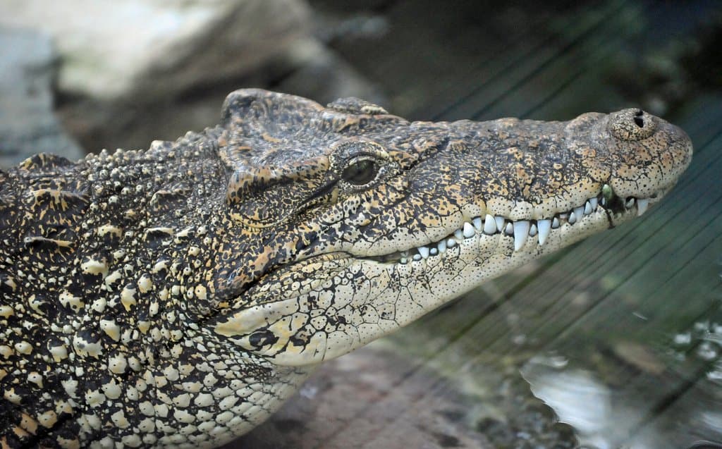 Is it worth saving an endangered species?