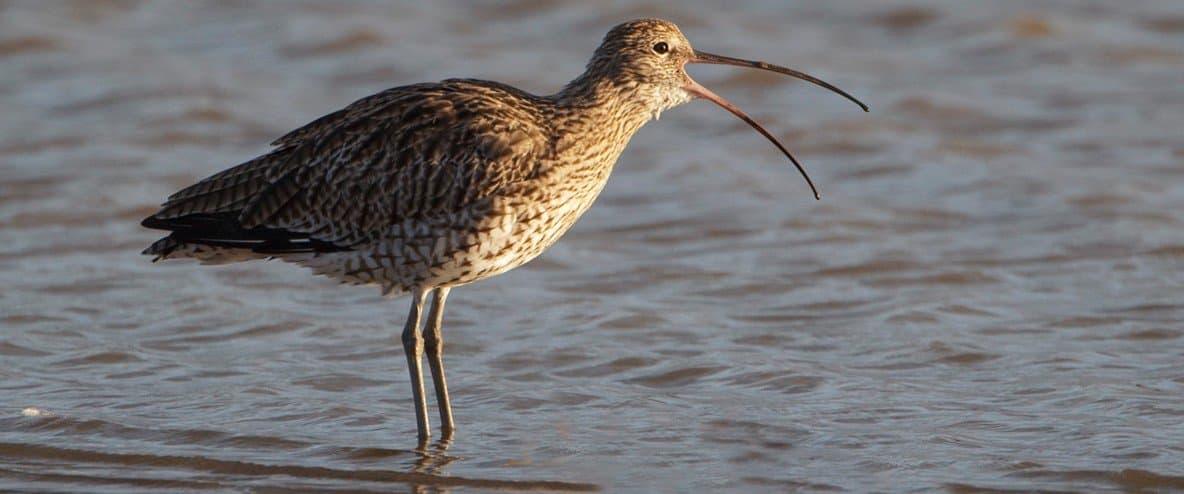 The Loss Of The Curlew