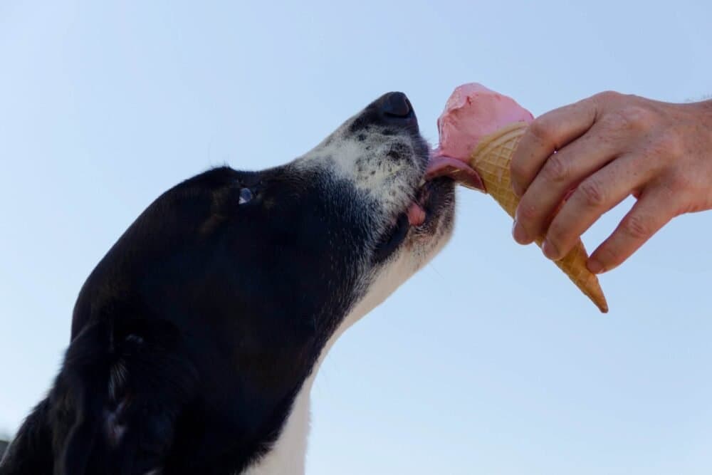 Ireland is in “Absolute Drought” With Temperatures Reaching 28°C