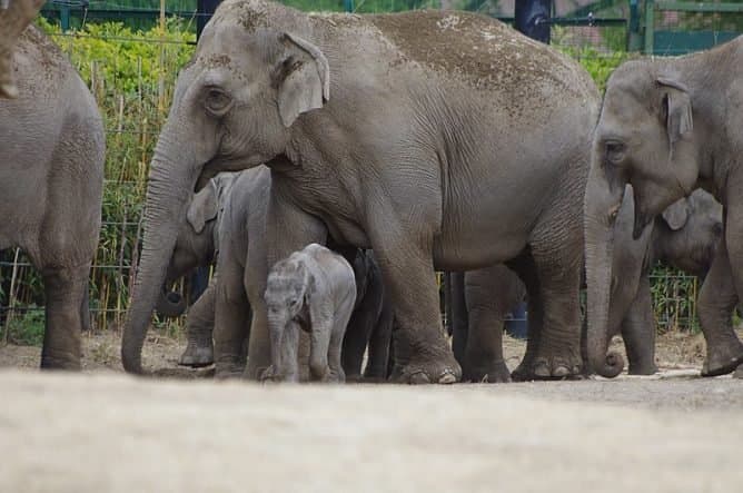 Zoos: Advantages and Disadvantages