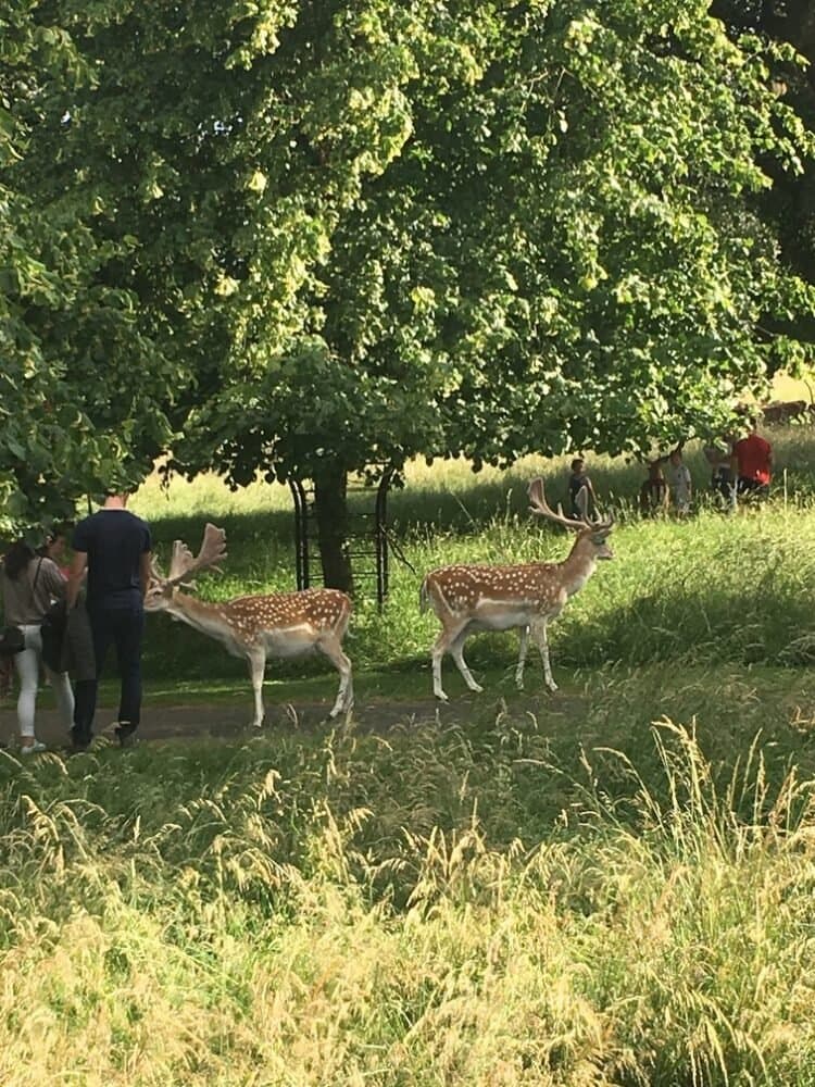 Dublin Districts: The Phoenix Park