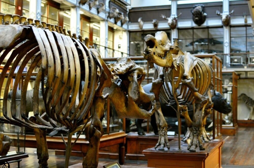 14 Museums in Dublin