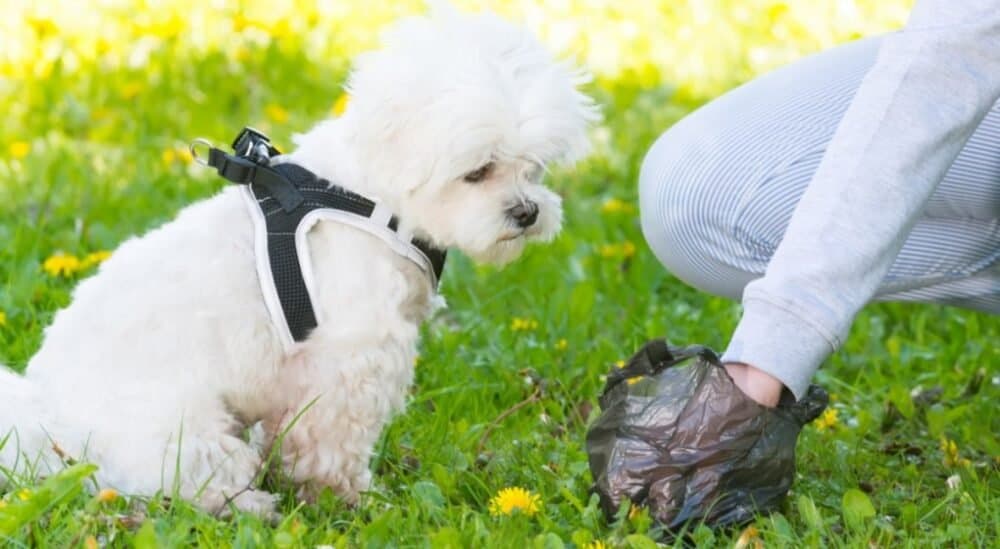 Dog poo seems to be a big issue in Dublin
