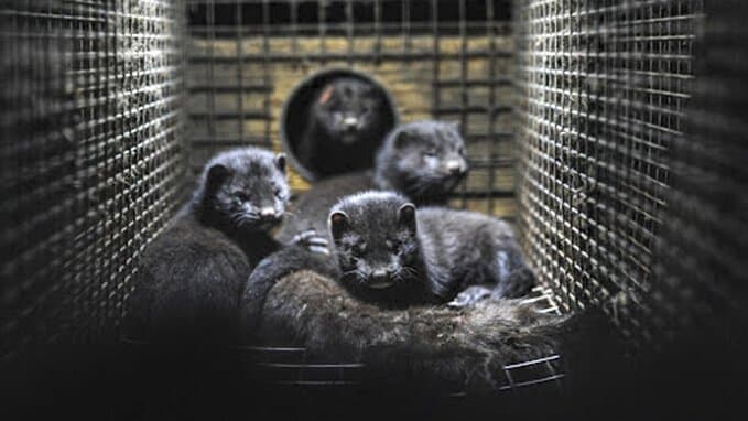 Animal Welfare Setback and the Future of the Fur Industry in Europe