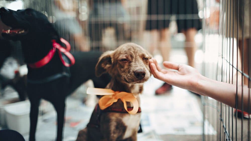 6 Dublin Animal Shelters to Donate to or Adopt From this Holiday Season