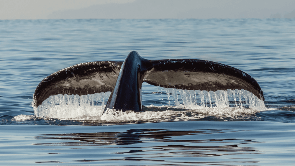 Whale Watching: Hindsight is 2020