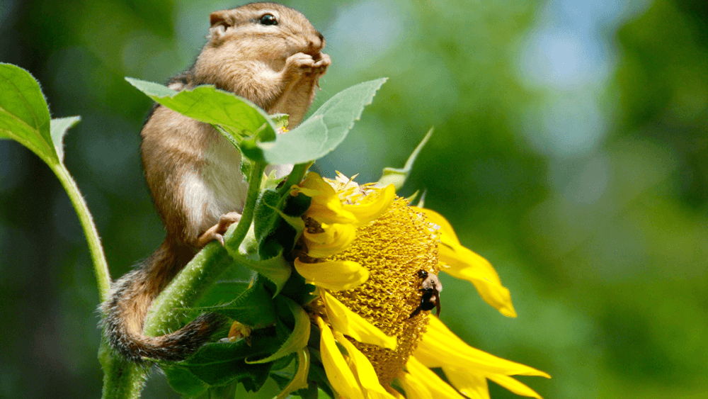 EU Biodiversity Strategy: The Attempt to Save Millions of Animals and Plants