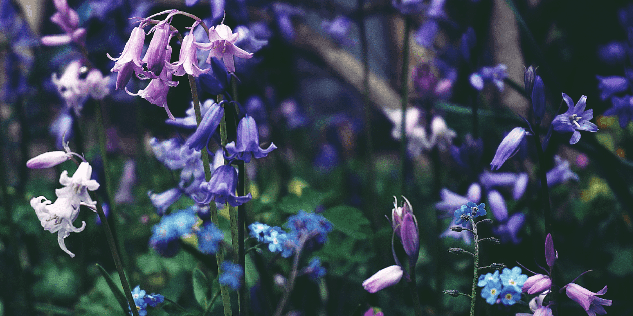 Top 8 Places to See Bluebells in Ireland